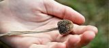 dead flower with seeds in a hand